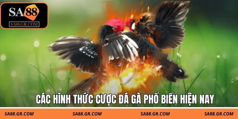 Các hình thức cược đá gà phổ biến hiện nay