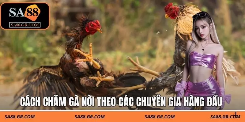 Cách chăm gà nòi theo các chuyên gia hàng đầu