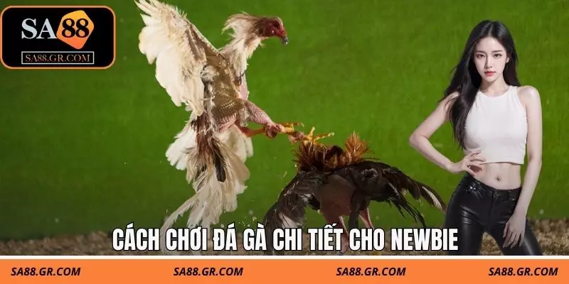 Cách chơi đá gà chi tiết cho newbie