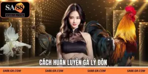 Cách Huấn Luyện Gà Đá Lỳ Đòn - Bí Quyết Của Các Sư Kê
