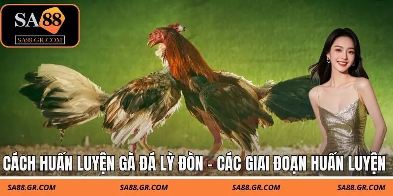 Cách huấn luyện gà đá lỳ đòn - Các giai đoạn huấn luyện