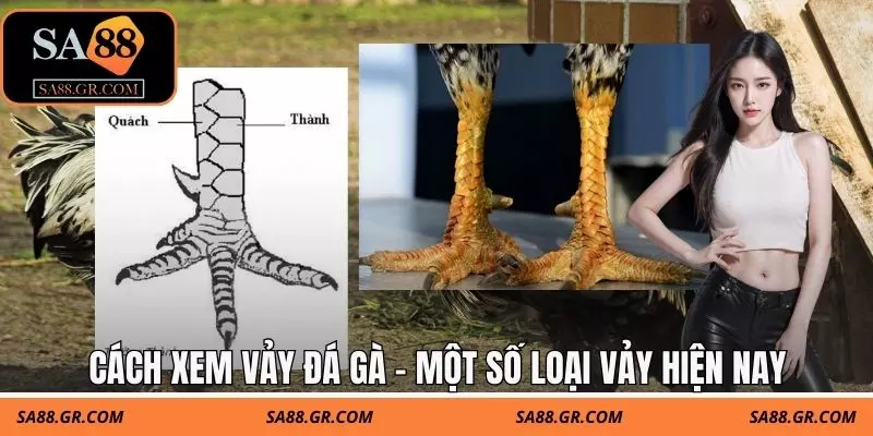 Cách xem vảy đá gà - Một số loại vảy hiện nay