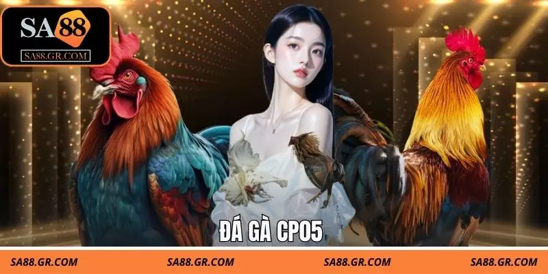 Đá Gà CP05 Tại Sa88 | Trực Tiếp 24/7, Theo Dõi Real-time