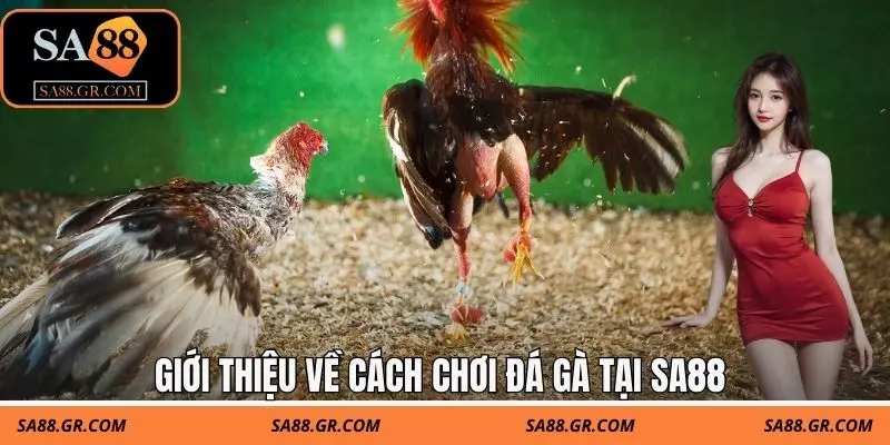 Giới thiệu về cách chơi đá gà tại SA88