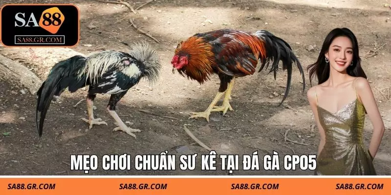 Mẹo chơi chuẩn sư kê tại đá gà CP05