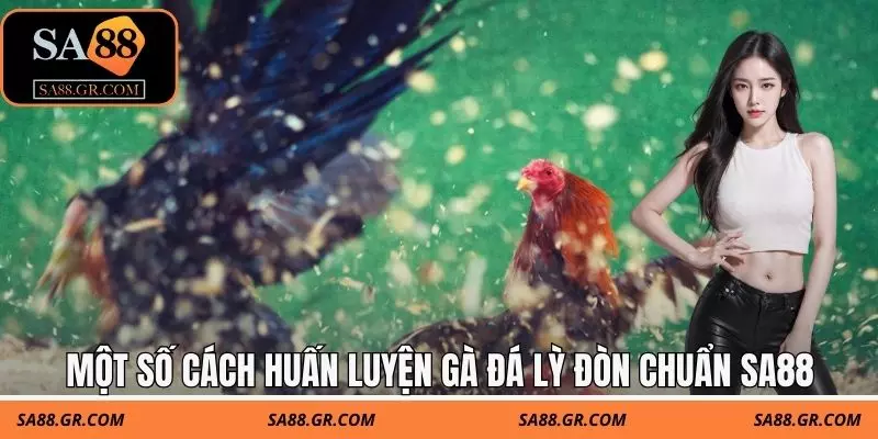 Một số cách huấn luyện gà đá lỳ đòn chuẩn SA88