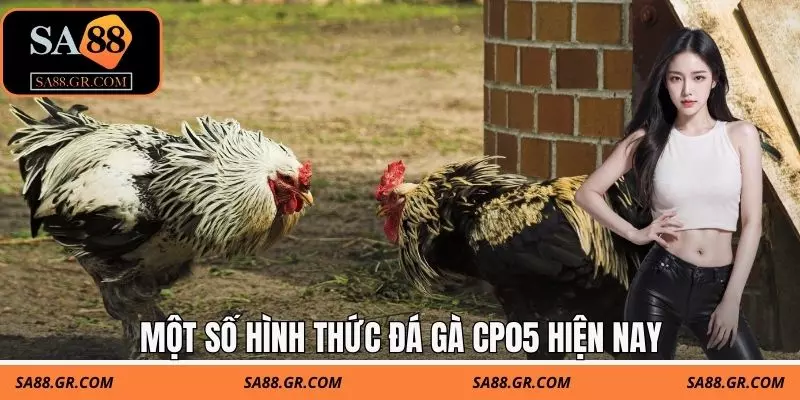Một số hình thức đá gà CP05 hiện nay