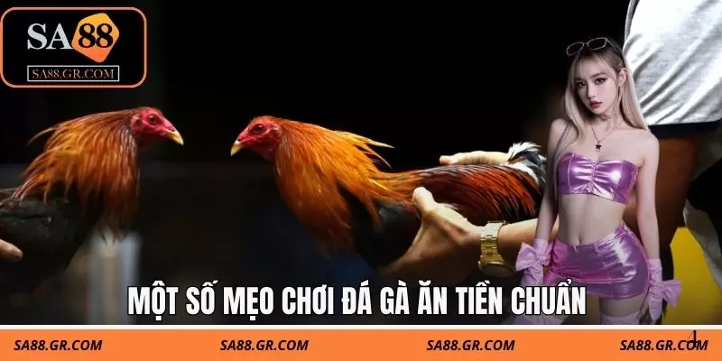 Một số mẹo chơi đá gà ăn tiền chuẩn Một số mẹo chơi đá gà ăn tiền chuẩn