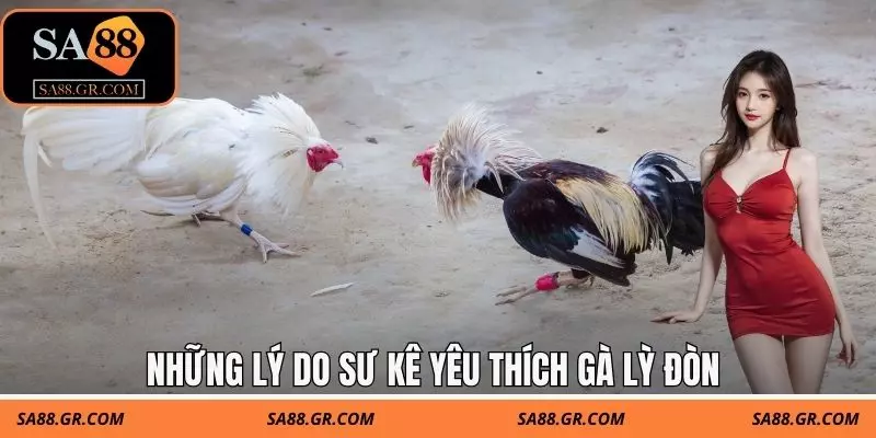 Những lý do sư kê yêu thích gà lỳ đòn