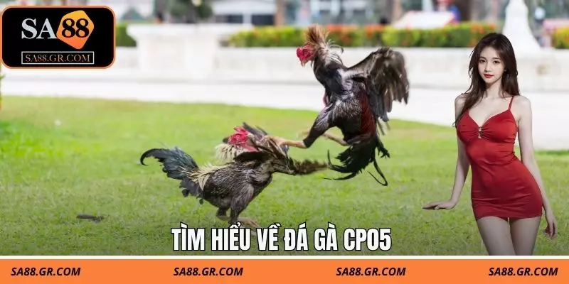 Tìm hiểu về đá gà CP05
